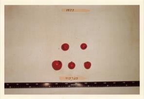 Click for 1 image(s) for this accession. FRUIT